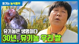 30년째 유기농 벼농사를 고집하는 농부 | 유기농은 생명이다