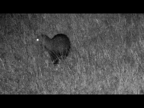 Djuma: White-tailed Mongoose - 06/11/18