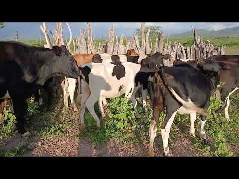 20 BEZERRA A VENDA 87981470453 A2200 LOCAL AGUAS BELAS PE