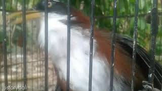 Download lagu Suara burung cucak kopi gacor mp3 Download lagu Suara burung cucak kopi gacor mp3