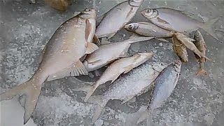 Рыбалка на мариинском водохранилище свердловской области