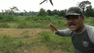 Download lagu turtle dove trap made of wood using bay knots mp3