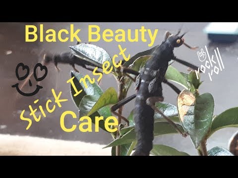 Black beauty stick insect (Peruphasma schultei) — chov, teárium a starostlivosť o strašilku čiernu