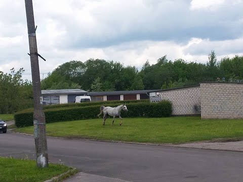 BIAŁYSTOK - 16.05.2016 # Biały koń galopował aleją Piłsudskiego, ulicą Wiejską i Pogodną!