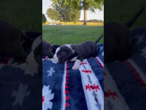 Kilo and littermate at 3 weeks old