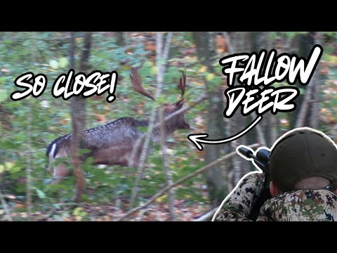 FIRST FALLOW DEER HUNT! 🦌 CLOSE ENCOUNTER With a Massive Buck
