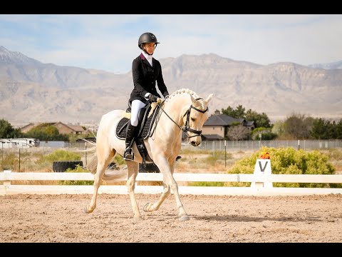 EL GRECO: Morgan Gelding For Sale