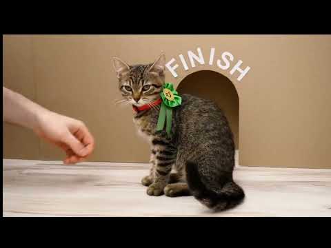 Amazing feats of cat giant maze labyrinth for cat kitten/ mudassar