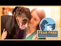 Fear Free: A Transformative Initiative for Veterinary Professionals