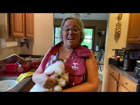 Shoulder Beef Roast in the Slow Cooker for your dog!
