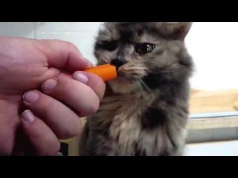 Some cats get high on catnip, mine gets high on carrots