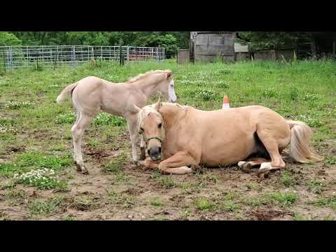 2021 Dunalino Splash White 1 & 2 filly by Snipers Smoking Gun