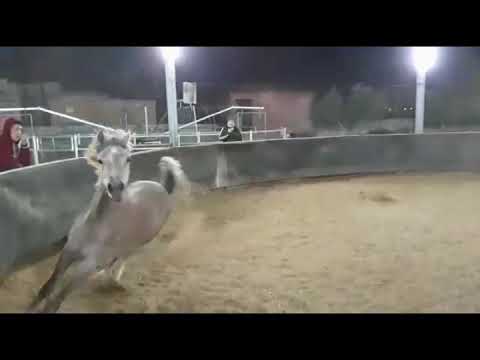 By Frasera Mashar #Majd_Al_Rayyan x Frasera Mashara