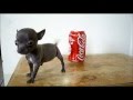 Crazy Teacup Chihuahua Blue - Playing & Crying ...