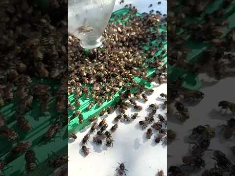 abelhas mandaçaia mqa venda retirar borda da mata mg