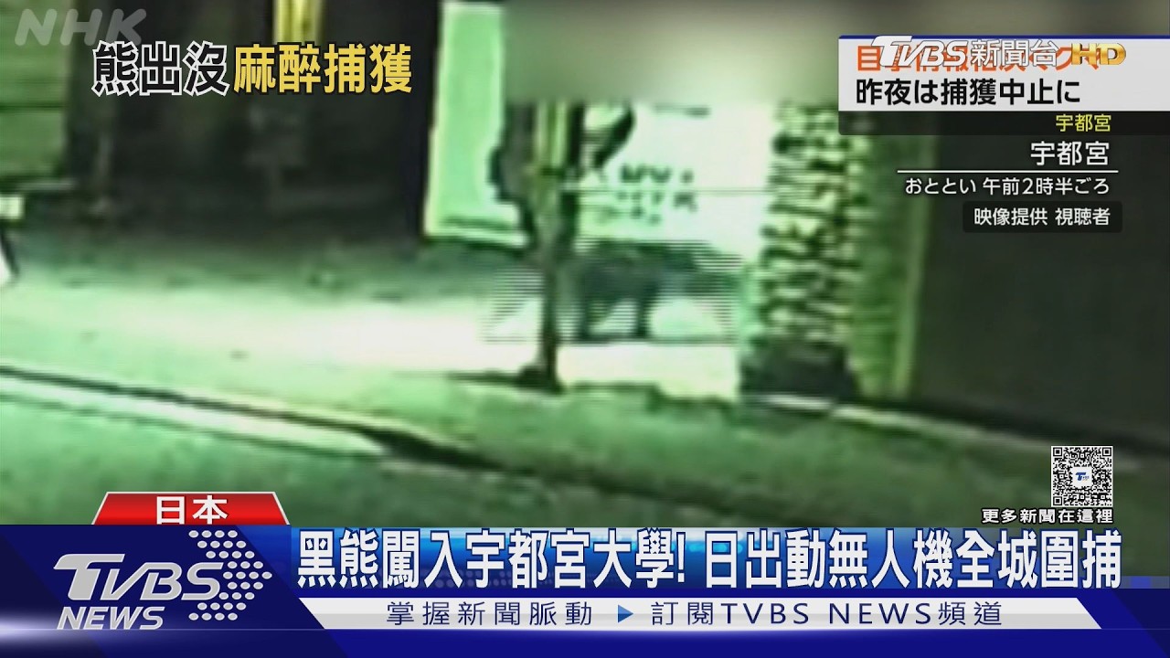 影音/日本宇都宮市中心驚見熊! 追捕3天 成年黑熊終遭麻醉鏢擒獲