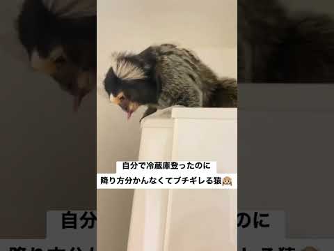 Callithrix ペニシラタについて詳しく解説