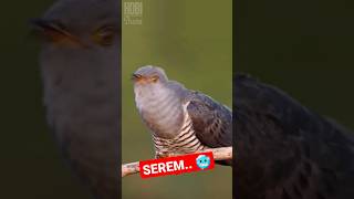 Download lagu Awas Pengiring Kuntilanak! Suara Burung Langka Ini Akan Membuatmu Merinding di Malam Hari! mp3