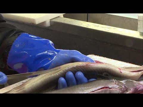 Hotad ål säljs i butiker  - Nyheterna (TV4)