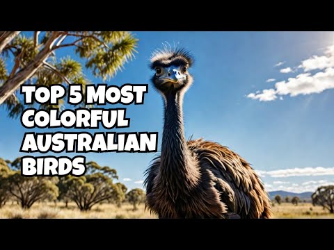 Top 5 Most Beautiful Birds in Australia 🇦🇺 Emu | King Parrot | Cockatoo | Lorikeet | Ducks #bird