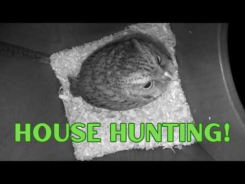 Eastern Screech Owls Checking Out Nest Boxes | 2 Hour Wildlife Compilation 🦉