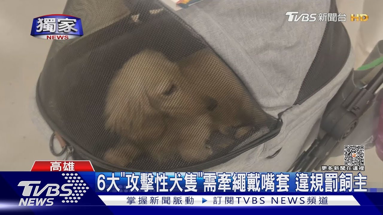 帶1歲童逛百貨!遇比特犬「沒牽繩沒戴口罩」 控飼主不管