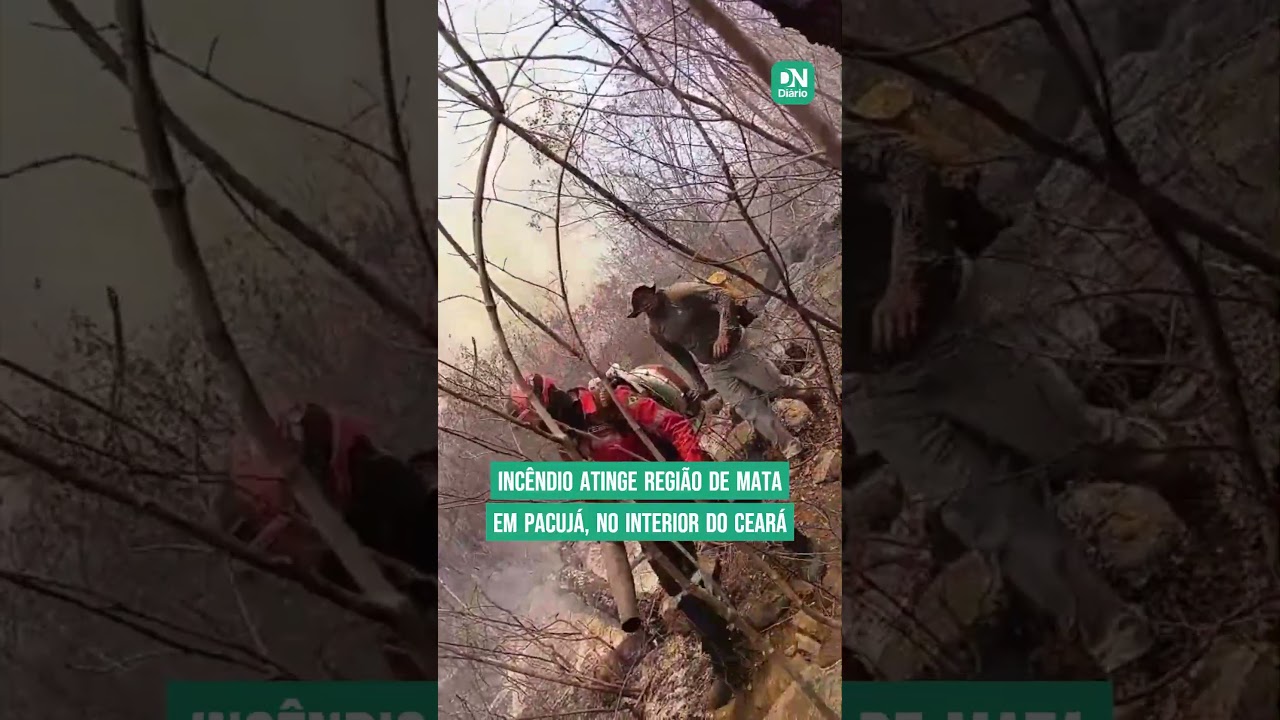 Imagem da notícia Incêndio atinge região de mata em Pacujá há uma semana e devasta área de 7 km; veja vídeo