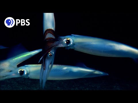 The Incredible Mating Ritual of Opalescent Squid