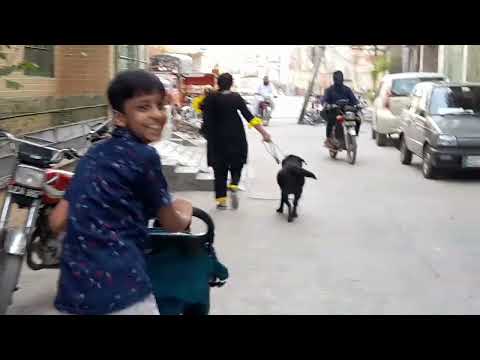 Labrador morning walk// must watch// full video.//🥰