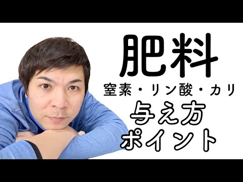 サンゴは排気ガスや肥料から窒素を吸収します