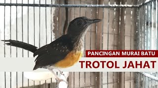 Download lagu Suara Murai batu trotol jantan GACOR AMPUH buat pancingan MB PAUD anakan agar cepat belajar bunyi mp3 Download lagu Suara Murai batu trotol jantan GACOR AMPUH buat pancingan MB PAUD anakan agar cepat belajar bunyi mp3