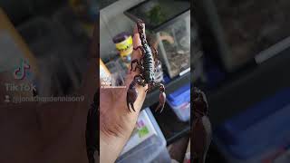 Download lagu Malaysian Forest Scorpion! mp3