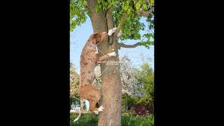 austin lounge lizards flatnose the tree climbing dog