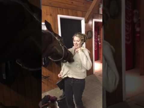 Horse tries out hoodie zipper