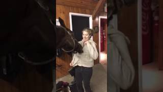 Horse tries out hoodie zipper
