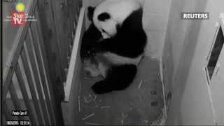 Newborn panda cub dies five days after birth