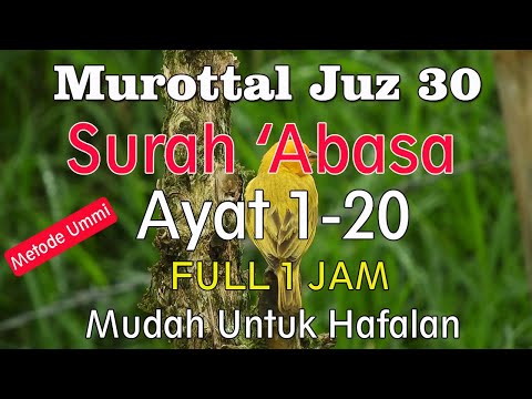 Surat Abasa Ayat 1 Sampai 20 metode ummi | Murottal juz amma surat abasa  1-20