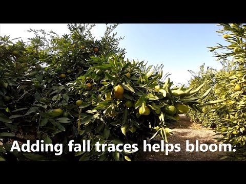 Marc Suderman #331  |  Okitsu Wase Mandarin Preharvest finishing foliar spray  |  10-23-2015
