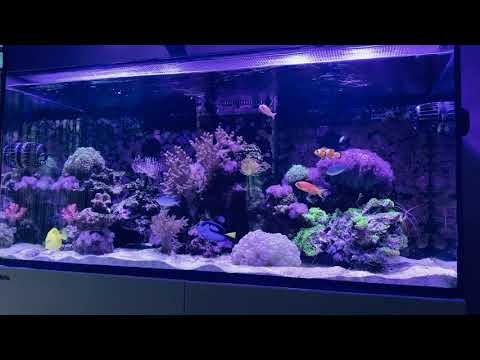 Red Sea 425xl aquarium