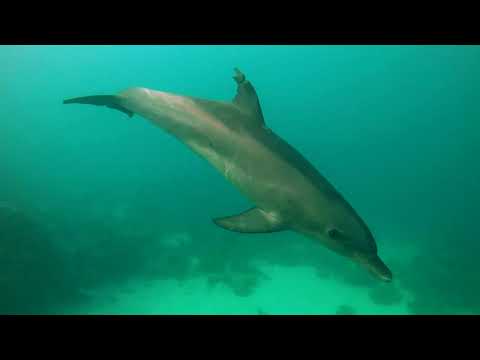 Nurkowanie z EdenSport - Safari Nurkowe w Egipcie