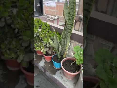 #kausima #phool🌹🌺💐🌷🪷kasto kasto xa herau hai tah😊😊🥰