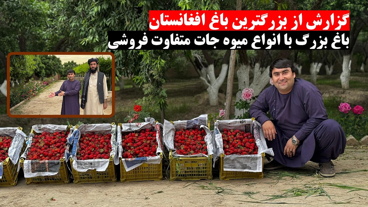 گزارش از بزرگترین باغ افغانستان | باغ بزرگ با انواع میوه جات متفاوت | به فروش گذاشتن این باغ بزرگ