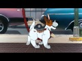Oliver And Company Why Should I Worry Blu Ray 1080p HD