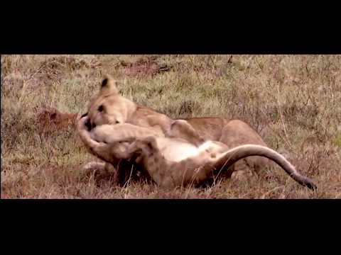 Safari in Südafrika ist mehr als nur Wildlife - Starte deine Safari