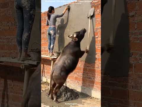 GRANDMA SEEING BABY DOING COOK ANIMALS HELPING FOR WORK #shorts
