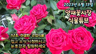양재꽃시장 식물튜브 23년 6월 13일 입고영상 시청 하시면서 눈호강과 힐링 하세요~  #양재꽃시장 #식물튜…