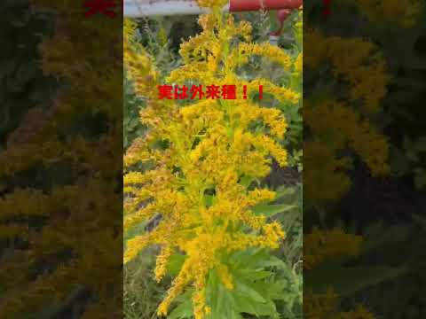 花粉アレルギーに苦しんでいますか？庭に植えてはいけないアレルギーの原因となる植物6選をご紹介します。  庭園