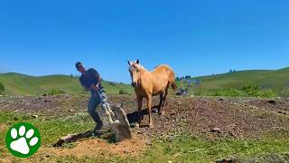 Mother Horse Asks Stranger For Help