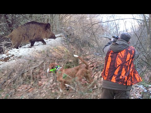 Hunting Serbia - Wild boar hunting | Lov divlje svinje - planina Juhor Jagodina |Caccia ai cinghiali