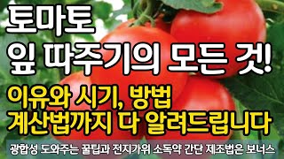 토마토 잎 따주기의 모든 것! 이유와 방법 시기 계산법까지 모두 알려 드립니다